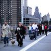 NYC Dogs Occupy the Brooklyn Bridge